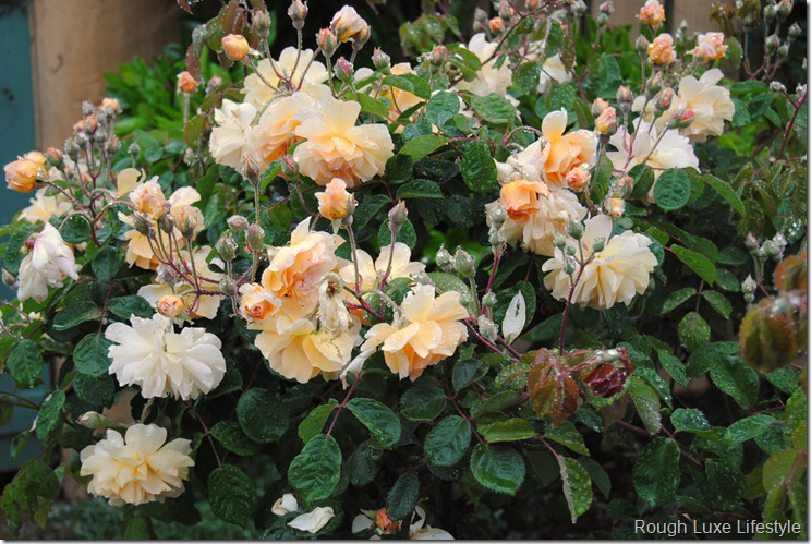 Glorie de Dijon Rose in Cindy Hattersley's garden