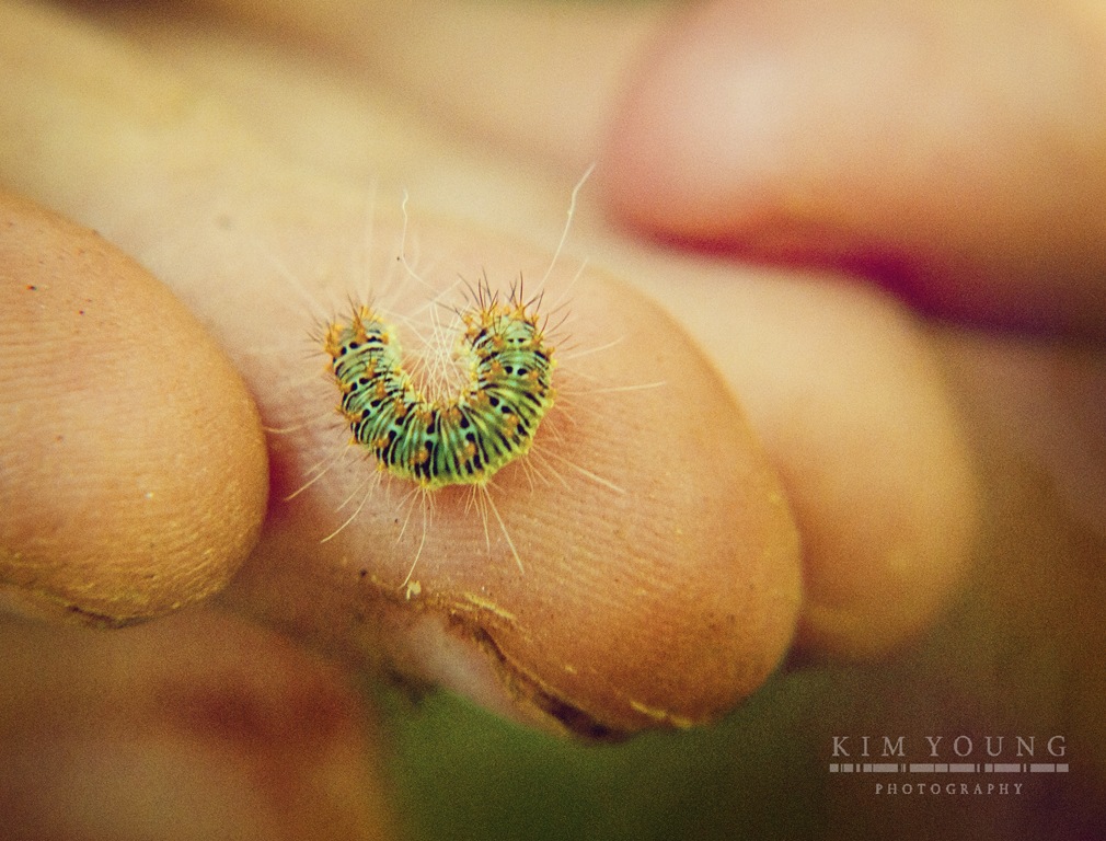 [coles%2520caterpillar%255B4%255D.jpg]