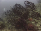 Gorgonian: probably at about 32m where the wall is not so steep