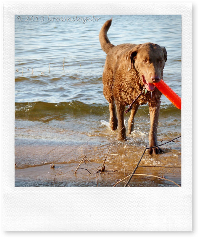 Woofs Dog Training Kia Boone Woofs Dog Training Kia Boone