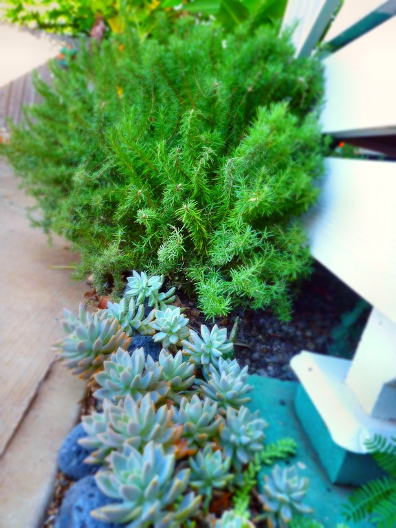 [rosemary%2520and%2520succulents%255B4%255D.jpg]