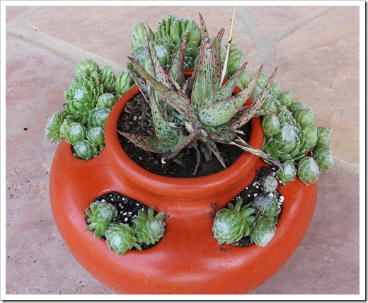 110611_sedum-arachnoideum04 110611_sedum-arachnoideum04