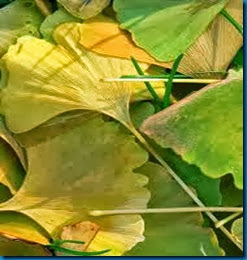 ginko leaf color