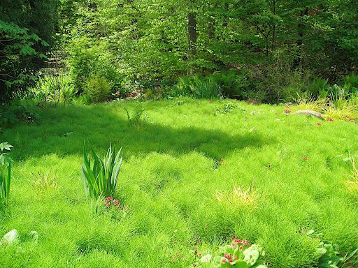 This beautiful frothy mass of green is actually horsetail (Equisetum arvense), a weed I wouldn't wish on my worst enemy. But it shows the genius at this garden: it elevates the humble and allows you to see beauty in it.