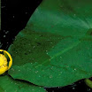 Lily_Yellow_Pond_4.jpg