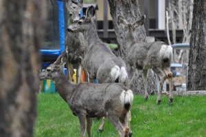 DSC_0064.jpg DSC 0064