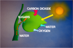Photosynthesis Photosynthesis