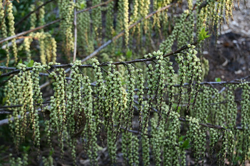 In early winter, the flower heads of spike tail, Stachyurus praecox ‘Issai,’ form. As the weather warms, the flower heads open. I think of this as a bridge plant connecting winter with spring.
