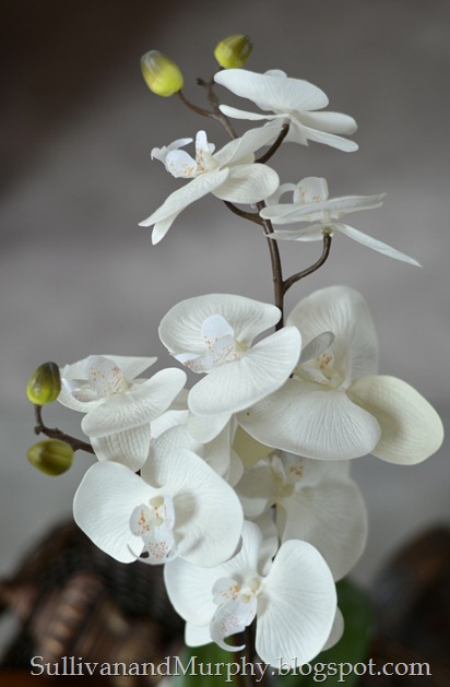 orchid closeup