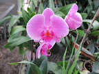 Phalaenopsis are one of the longest blooming orchid genera producing flowers that last from 2 to 6 months before dropping!