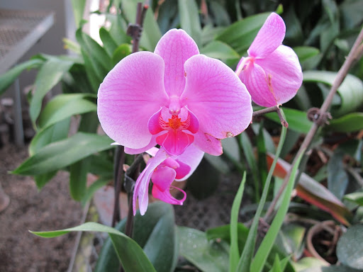 Phalaenopsis are one of the longest blooming orchid genera producing flowers that last from 2 to 6 months before dropping!