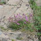 P1040159Resized.jpg