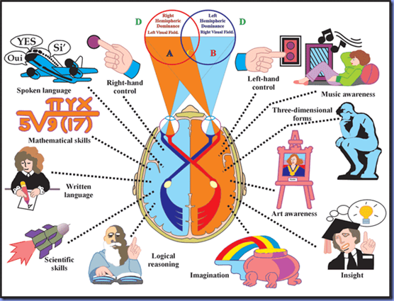 هل تستخدم نصف دماغك الايسر أم الايمن؟