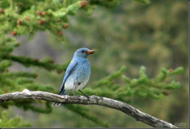 Mountain Bluebird with bug