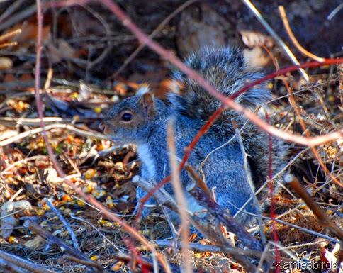 4. squirrel-kab 4. squirrel-kab