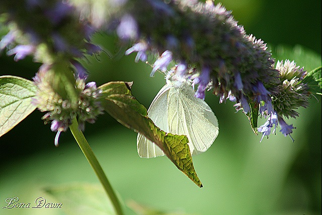 [FPC_Butterfly%255B9%255D.jpg]