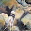 Herron