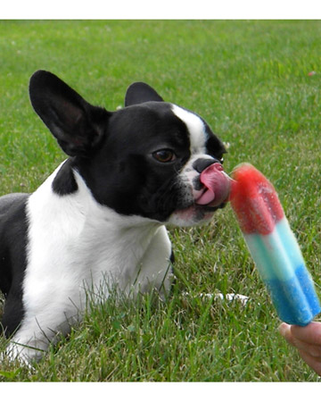 Be sure fur kids stay cool in the heat. Be sure fur kids stay cool in the heat.