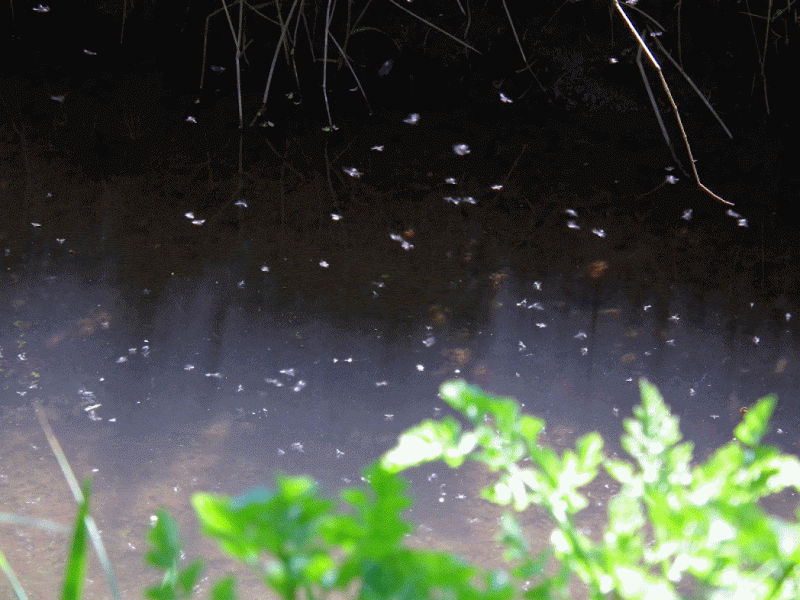 swarm gir 2 swarm gir 2