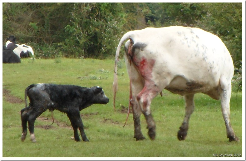 SAM_1624 New born SAM_1624 New born