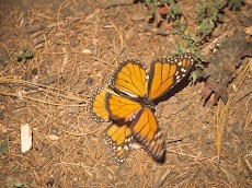 2004 March Mariposa Monarca Michoacan0031.jpg