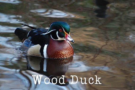 [WoodDuck22.jpg]