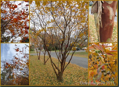 crepe myrtles1119