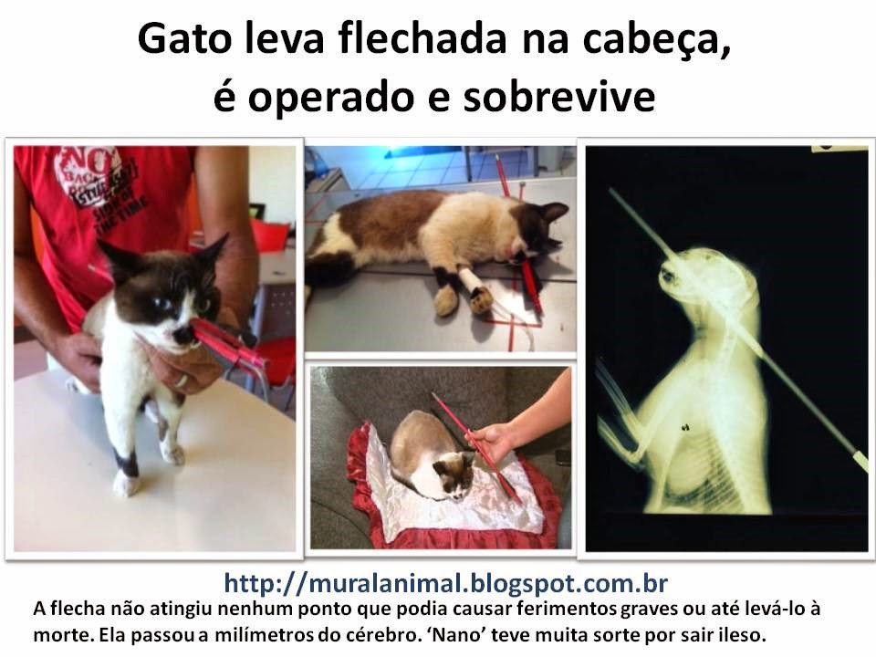 [Gato%2520com%2520Flecha%2520Cabe%25C3%25A7a%255B3%255D.jpg]