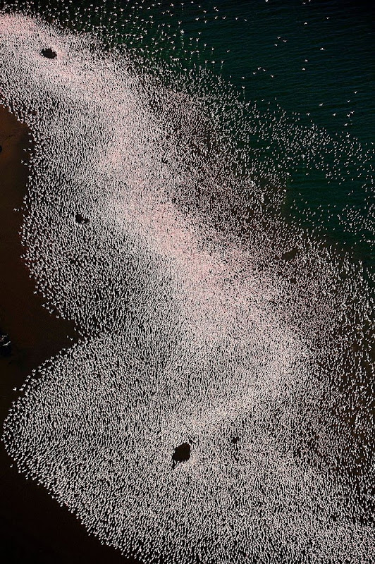 اكبر مجمع للطيور «بحيرة ناكورو» Lake-nakuru-flamingos-6%25255B2%25255D