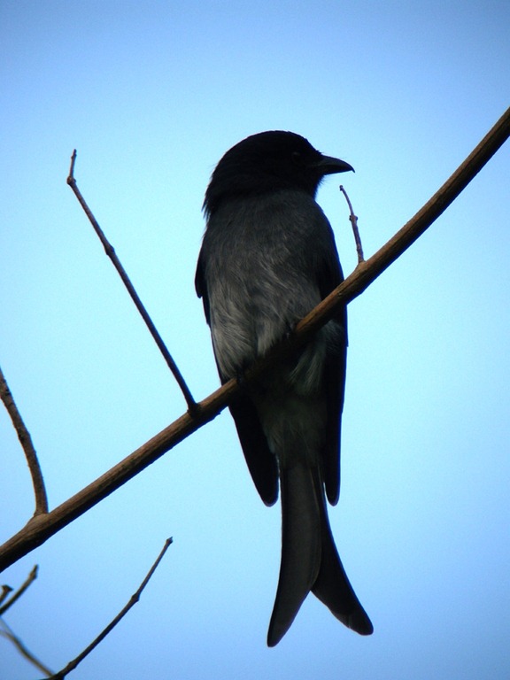 [White%2520bellied%2520Drongo%255B2%255D.jpg]