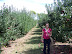 Picking Apples