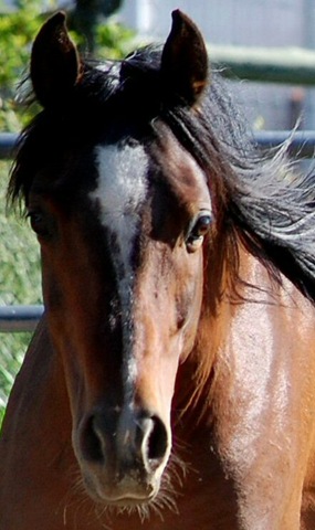 [horses2011372.jpg]