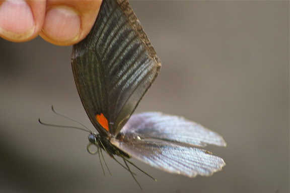 Papilio memnon memnon LINNAEUS, 1758, mâle. Sukau (Sabah), 7 août 2011. Photo : J.-M. Gayman