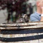 20100815_101_small.JPG