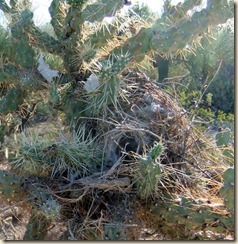 Cactus wren nest 8-29-2011 7-54-56 AM 1884x1934 8-29-2011 7-54-56 AM 1884x1934