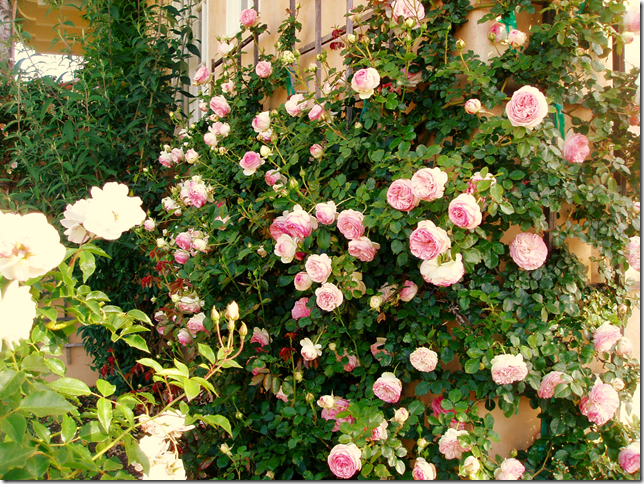 Eden Romantica Rose in Cindy Hattersley's garden