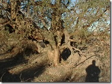 IMGA0575 IMGA0575