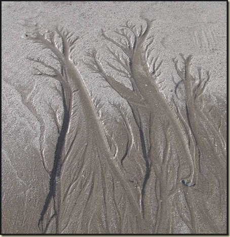 Trees in the sand