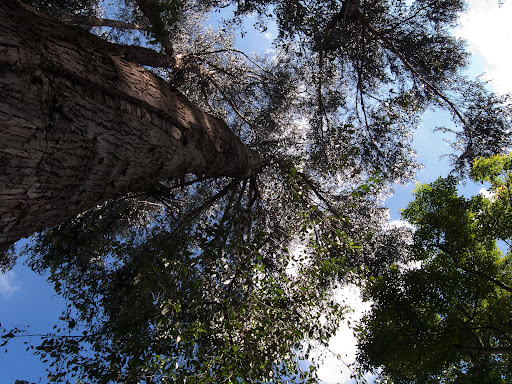 Bosque de urapanes humedal Cordoba