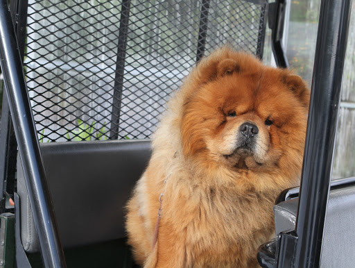 I was asked to drive the Kawasaki to the tropical greenhouse and make a special delivery.