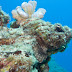 Devil scorpionfish - Photo (c) DavidR.808, some rights reserved (CC BY-NC-SA)