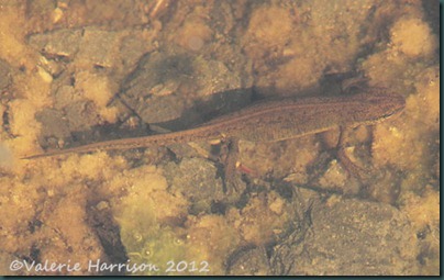 18-newt