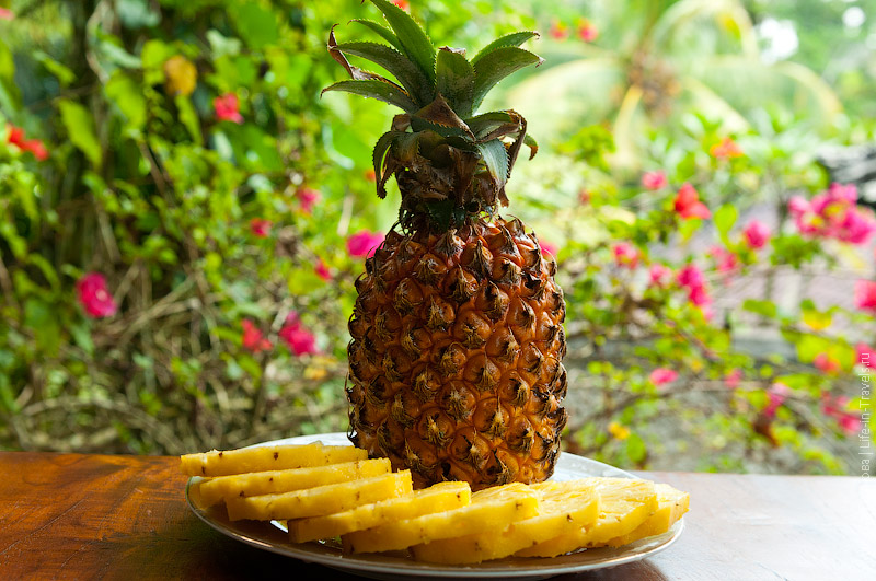 Ананас (Ananas) Ананас (Ananas)