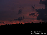 Puszcza Notecka podświetlona zmrokiem...