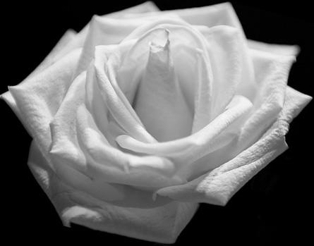 [white%2520rose3%255B27%255D.jpg]