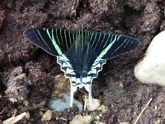 Uraniidae : Uraniinae : Urania leilus LINNAEUS, 1758. Rio Broncini (alt. 600 m). Bolivie, 30 janvier 2008. Photo : J. F. Christensen