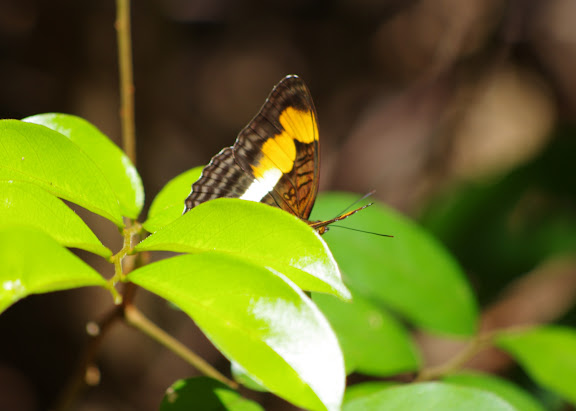 Adelpha melona leucocoma FRUHSTORFER, 1915. Patawa (Montagne de Kaw), 25 octobre 2012. Photo : J.-M. Gayman
