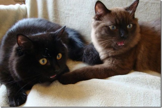 PUBLISHED by catsmob.com
