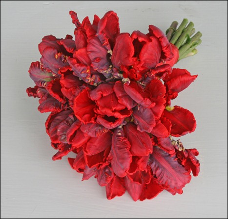 6a00d8351468ae53ef0134809f700c970c snapdragon's garden and wild acre farm 6a00d8351468ae53ef0134809f700c970c snapdragon's garden and wild acre farm