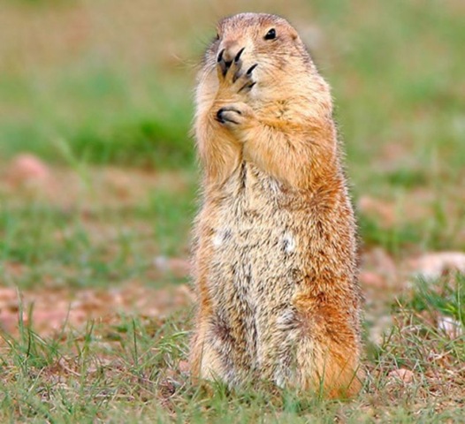[animals-worried-face-1%255B2%255D.jpg]